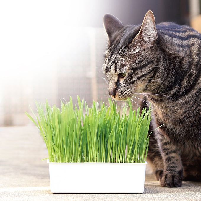 おうちで育てる猫の生野菜 2回分