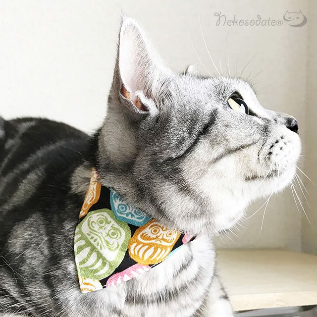 Ninja store cat collar