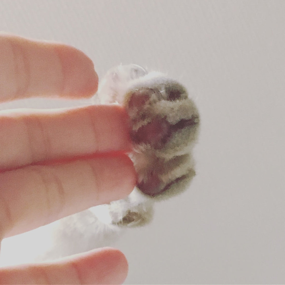 首輪する？しない？