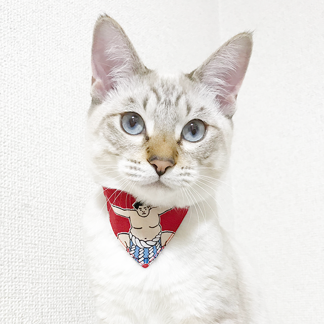 猫の首輪選びに役立つ「3つの質問」