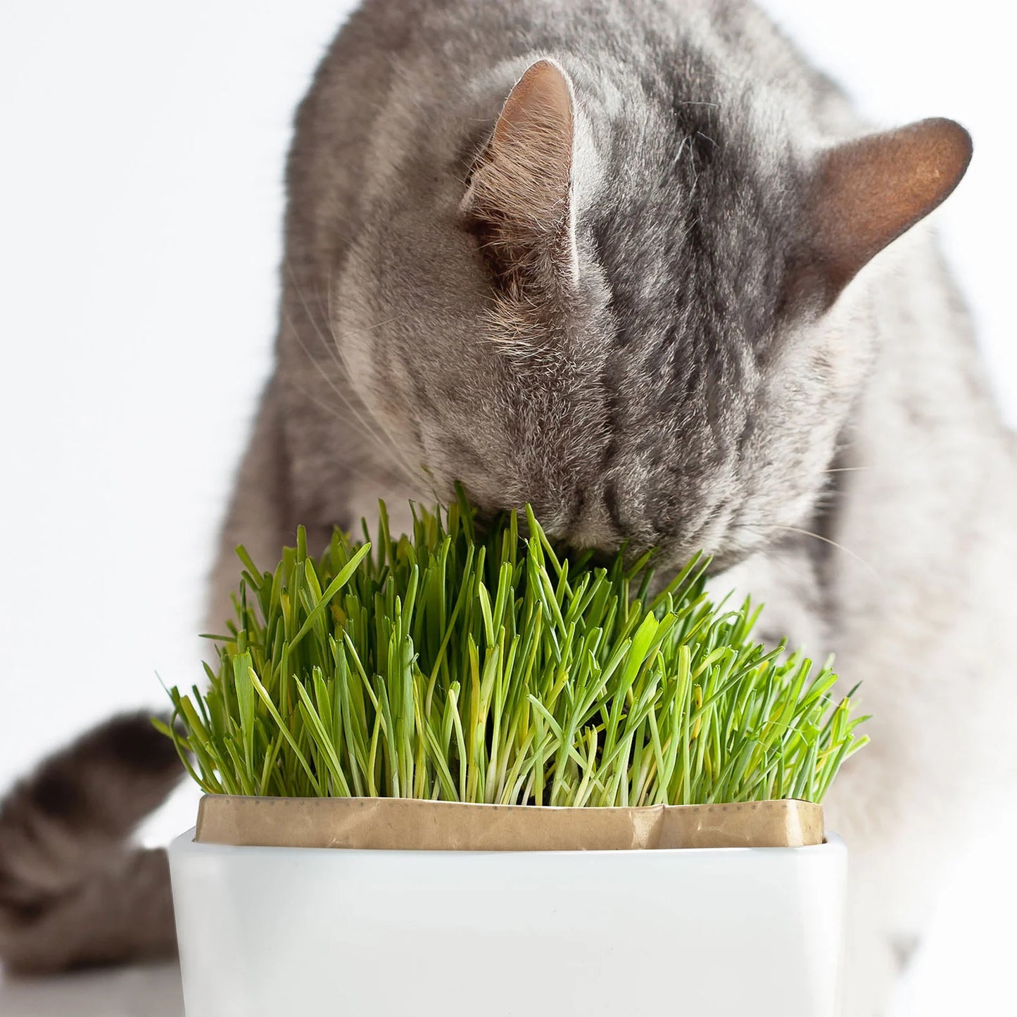 猫草栽培キット にゃんベジNセット