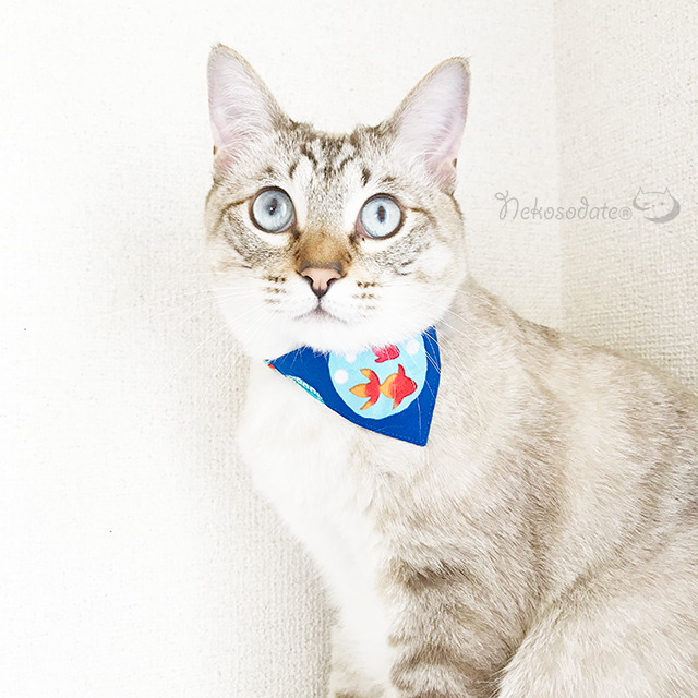 【金魚柄レッド】まじめな首輪・目立つバンダナ風／選べるアジャスター 猫首輪 - ネコソダテ?日本で唯一のまじめな首輪?専門店
