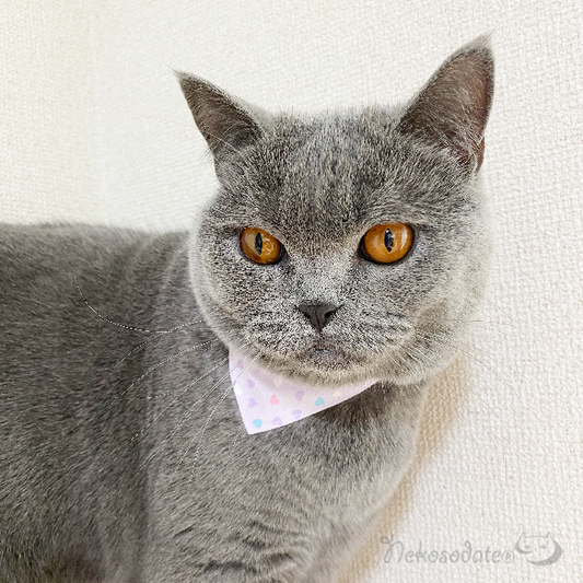 [Pastel Heart Pattern Purple] Serious Collar / Conspicuous Bandana Style / Selectable Adjuster Cat Collar