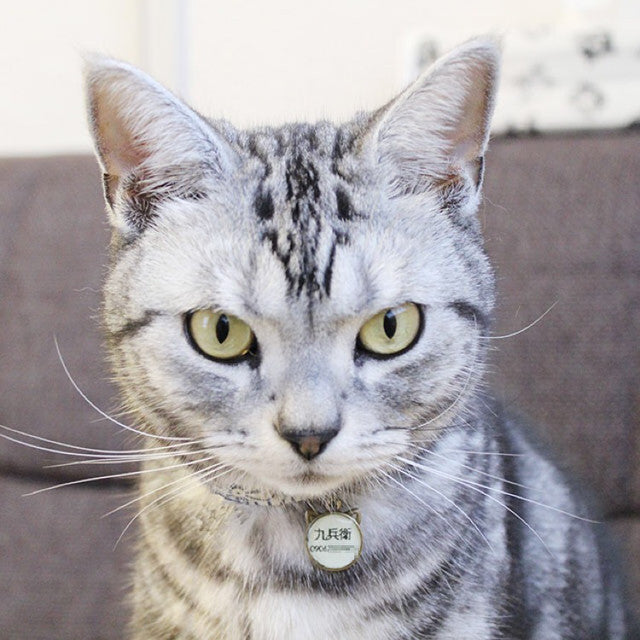 迷子札ネコ型（暗闇で光る蓄光タイプ）／子猫から成猫まで使える - ネコソダテ®日本で唯一のまじめな首輪®専門店