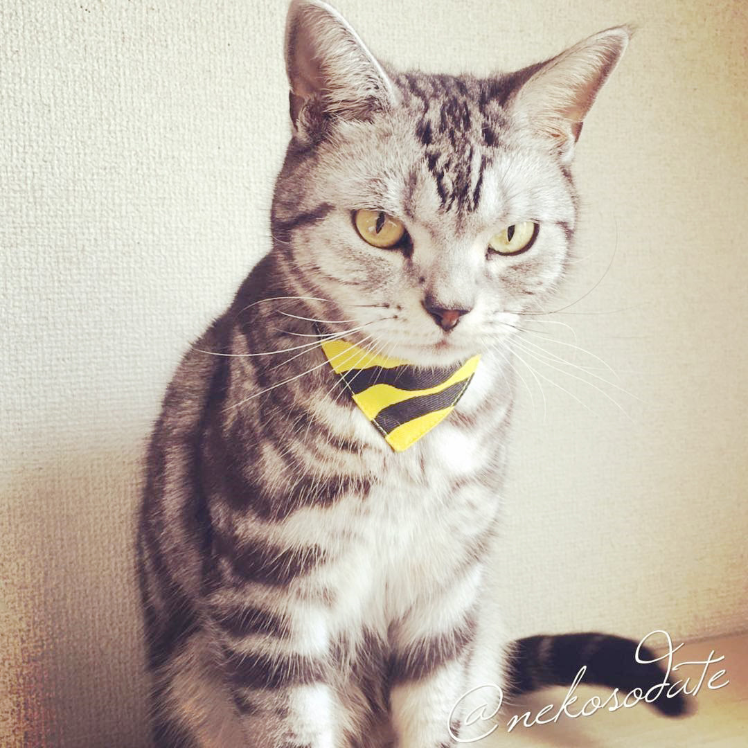 [Tiger pattern yellow] Serious collar, conspicuous bandana style / selectable adjuster cat collar