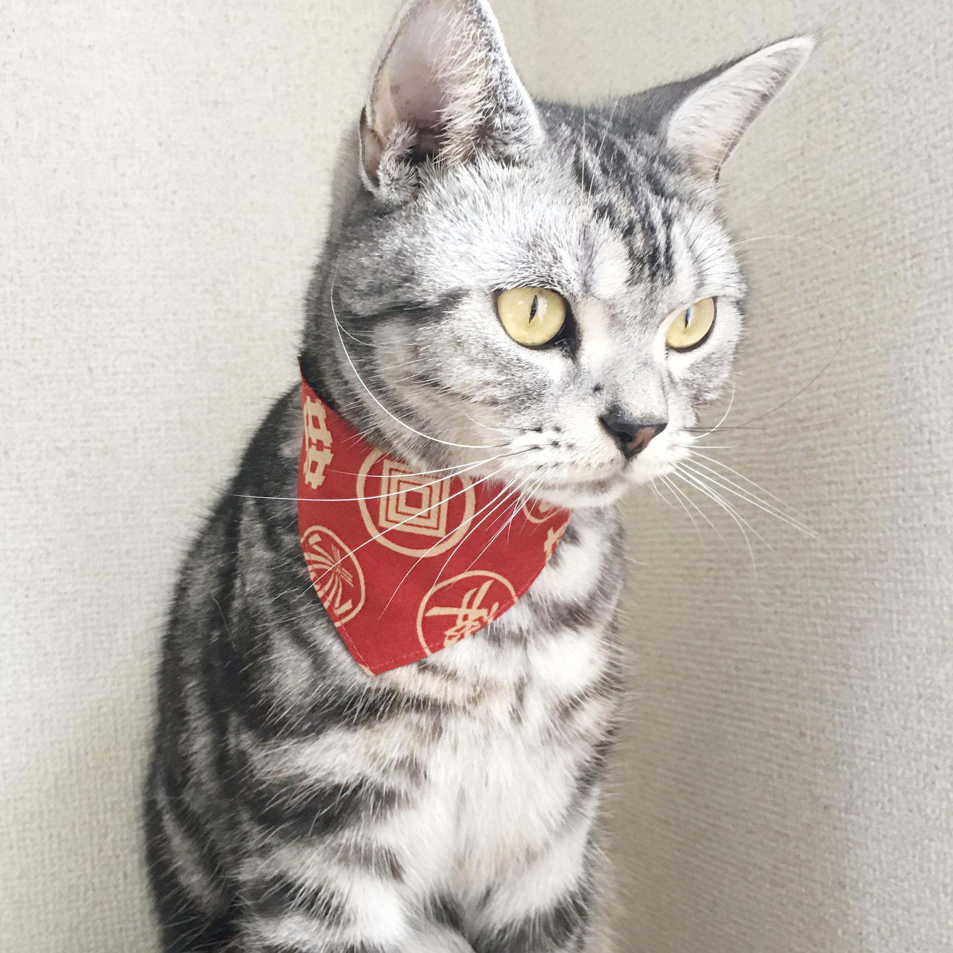 【家紋柄レッド】猫用バンダナ風首輪／選べるアジャスター - ネコソダテ®日本で唯一のまじめな首輪®専門店