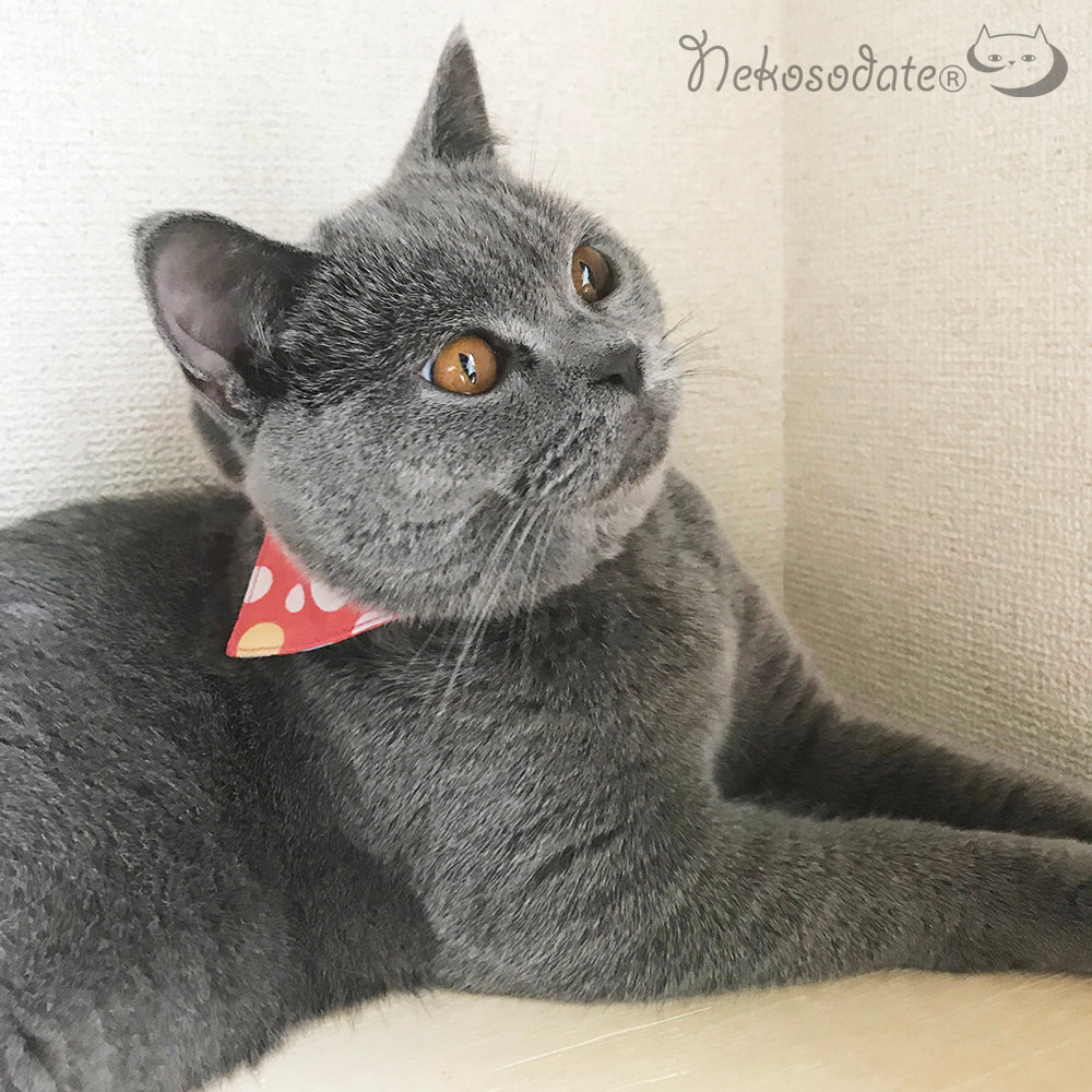 [Ramune dot pattern blue] Serious collar, conspicuous bandana style / selectable adjuster cat collar